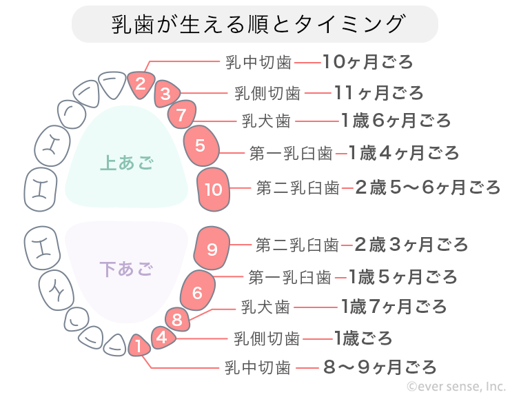 乳児の歯が生える熱の証拠はない